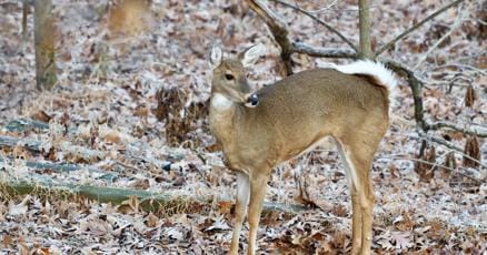 Wildwood Asks Residents: Should Bowhunters Hunt on Smaller Lots?